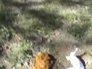 Free Scat Porn