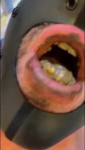 Free Scat Porn