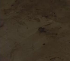 Free Scat Porn