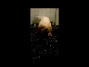 Free Scat Porn