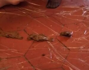 Free Scat Porn