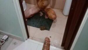 Free Scat Porn