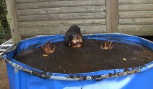 Free Scat Porn