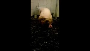 Free Scat Porn