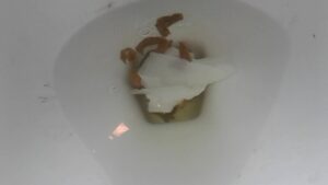 Free Scat Porn