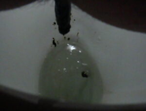 Free Scat Porn