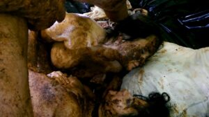 Free Scat Porn