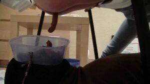 Free Scat Porn