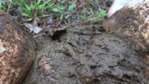 Free Scat Porn
