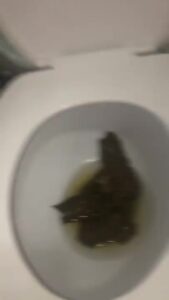Free Scat Porn