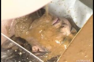 Free Scat Porn