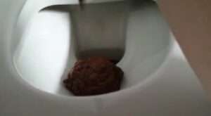 Free Scat Porn