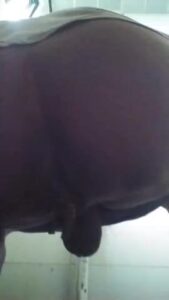 Free Scat Porn