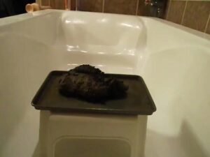 Free Scat Porn