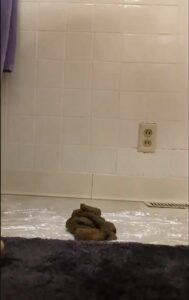 Free Scat Porn