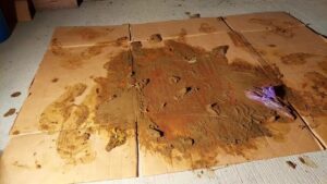 Free Scat Porn