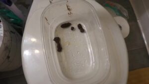 Free Scat Porn