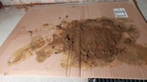Free Scat Porn