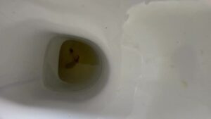 Free Scat Porn