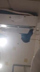 Free Scat Porn